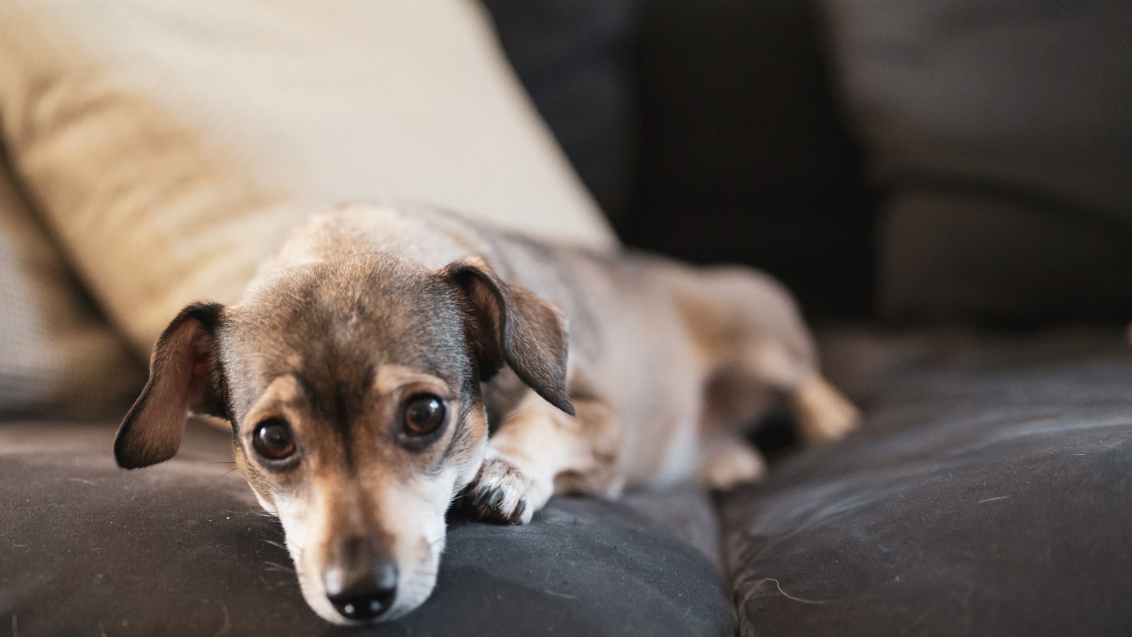 brown and white short coated small dog lying on black leather couch