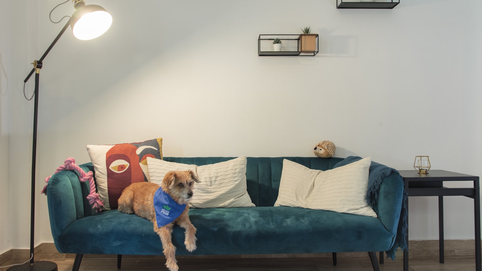 a dog wearing a vest sitting on a couch