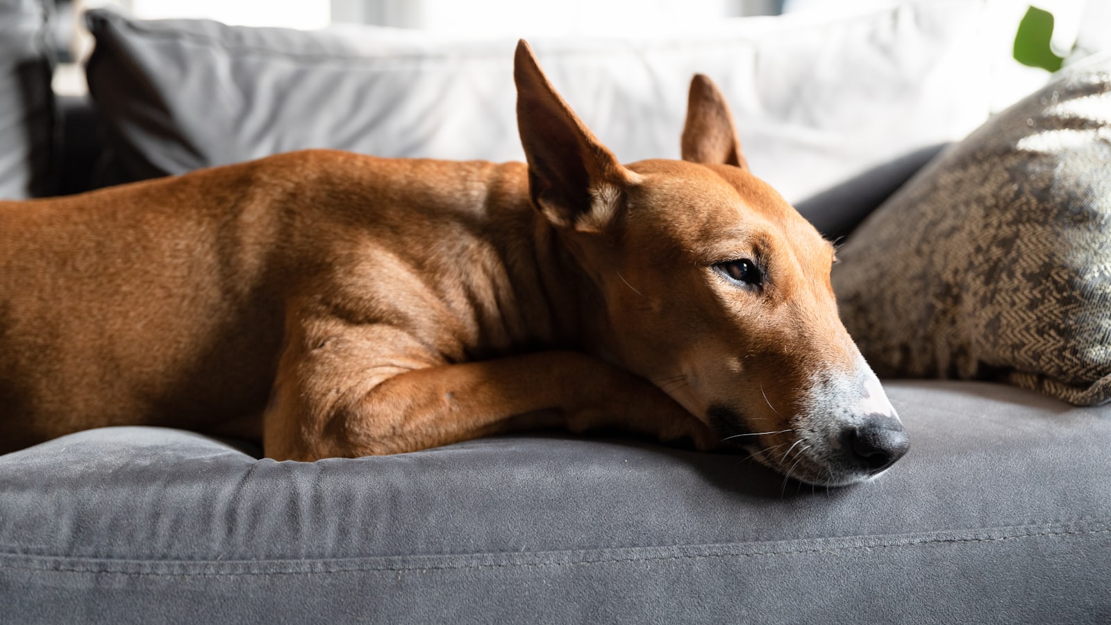 a large brown dog laying on top of a gray couch