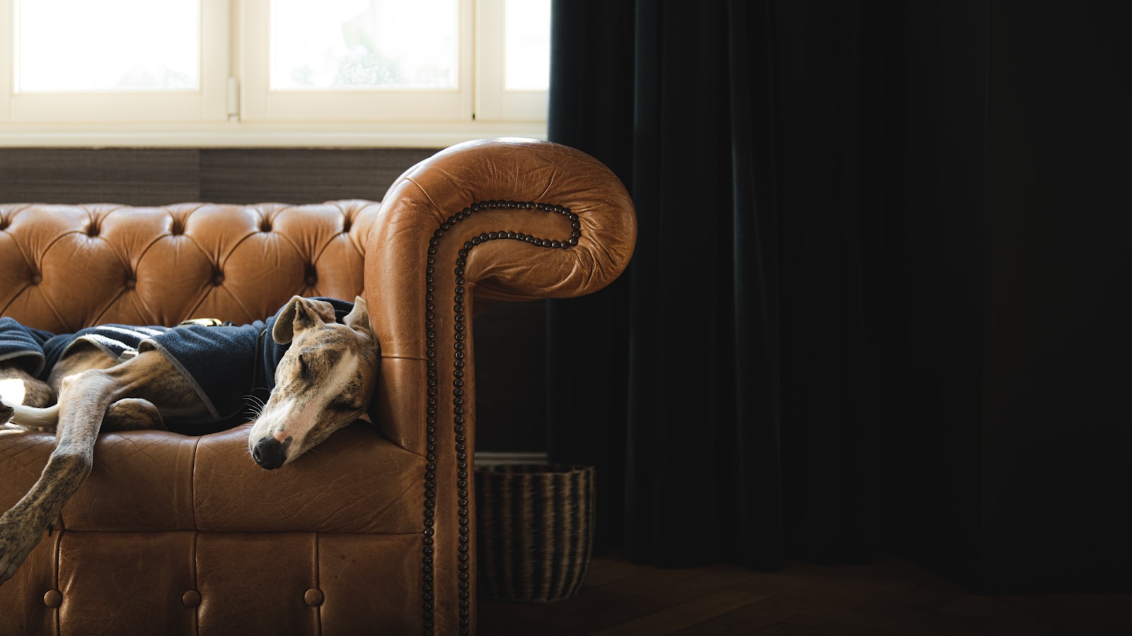a dog laying on top of a couch next to a window