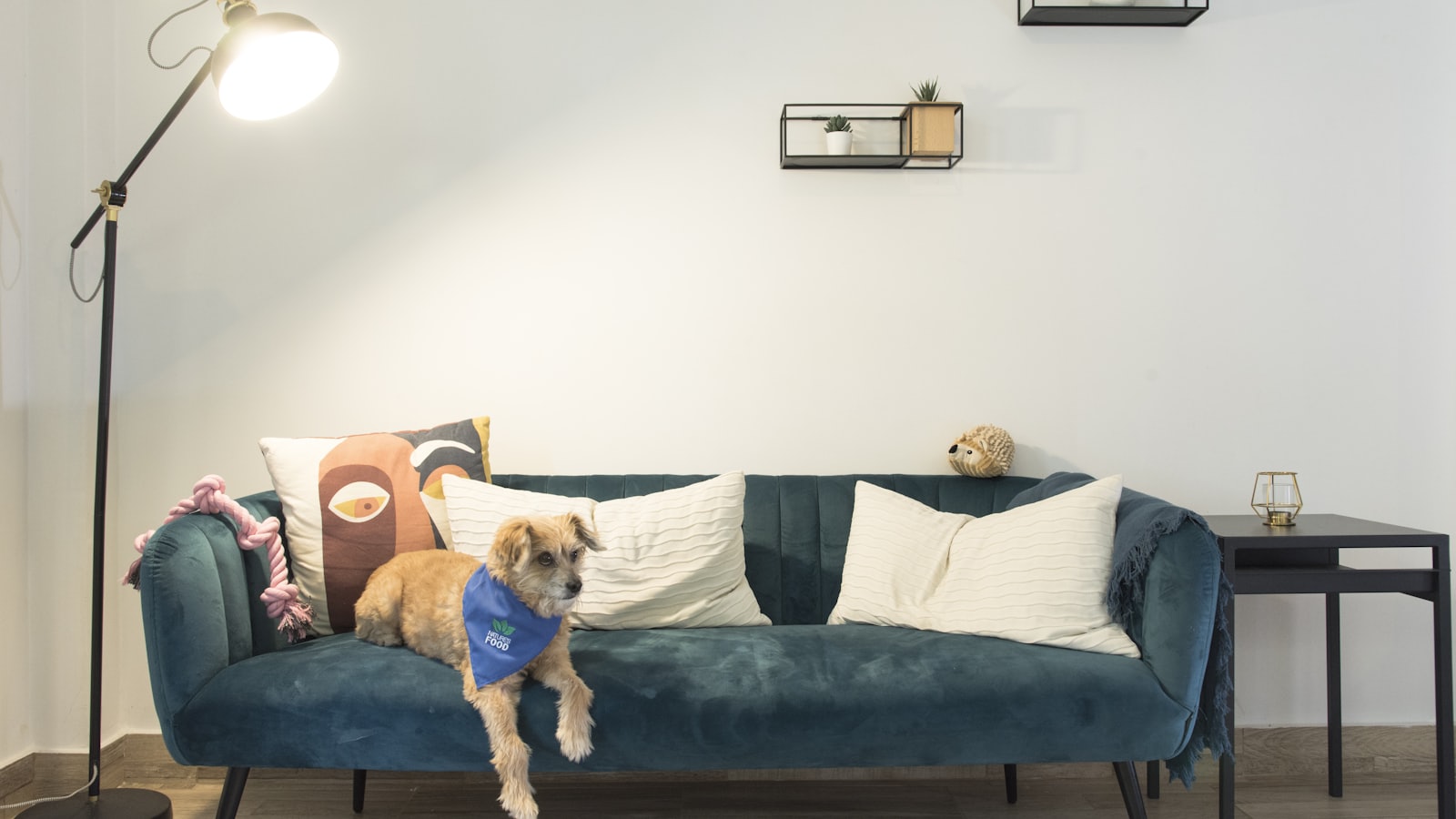 a dog on a couch