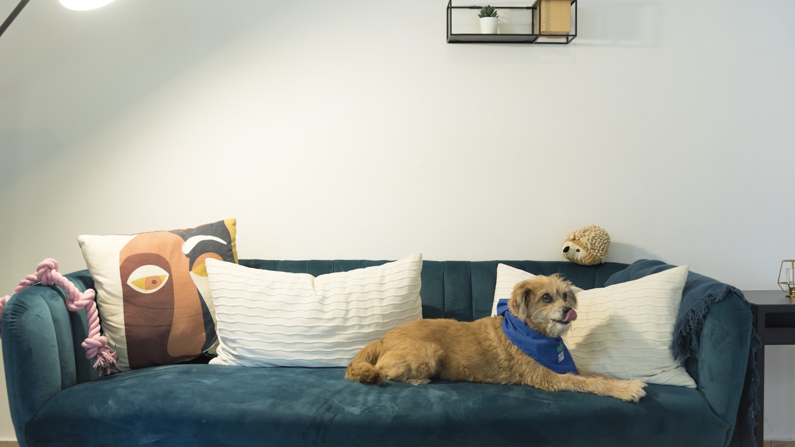 a dog lying on a couch