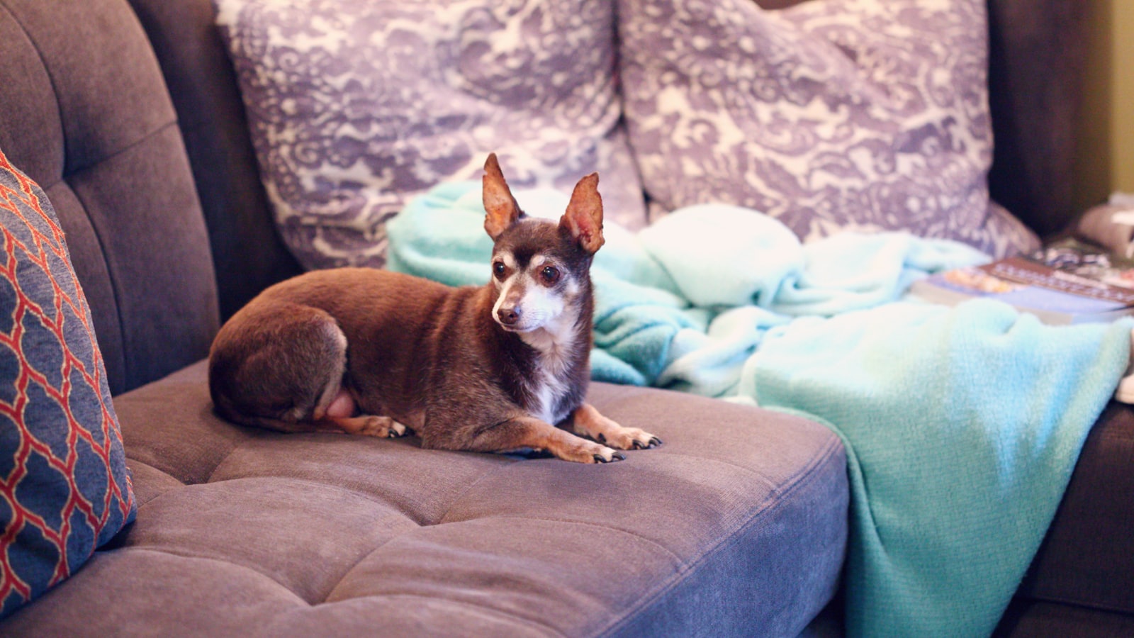 brown and white short coated small dog on blue couch