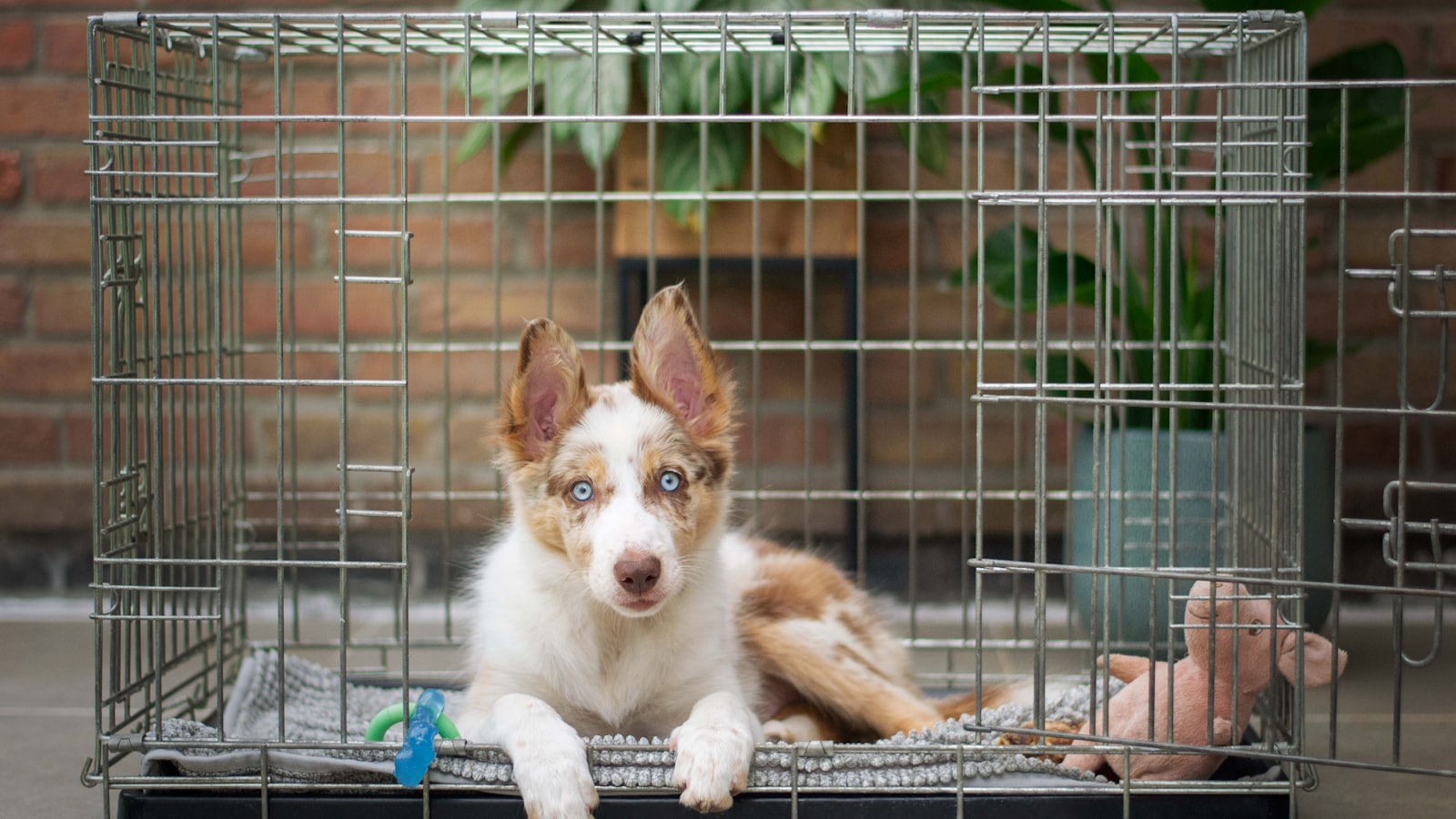 a brown and white dog inside of a cage