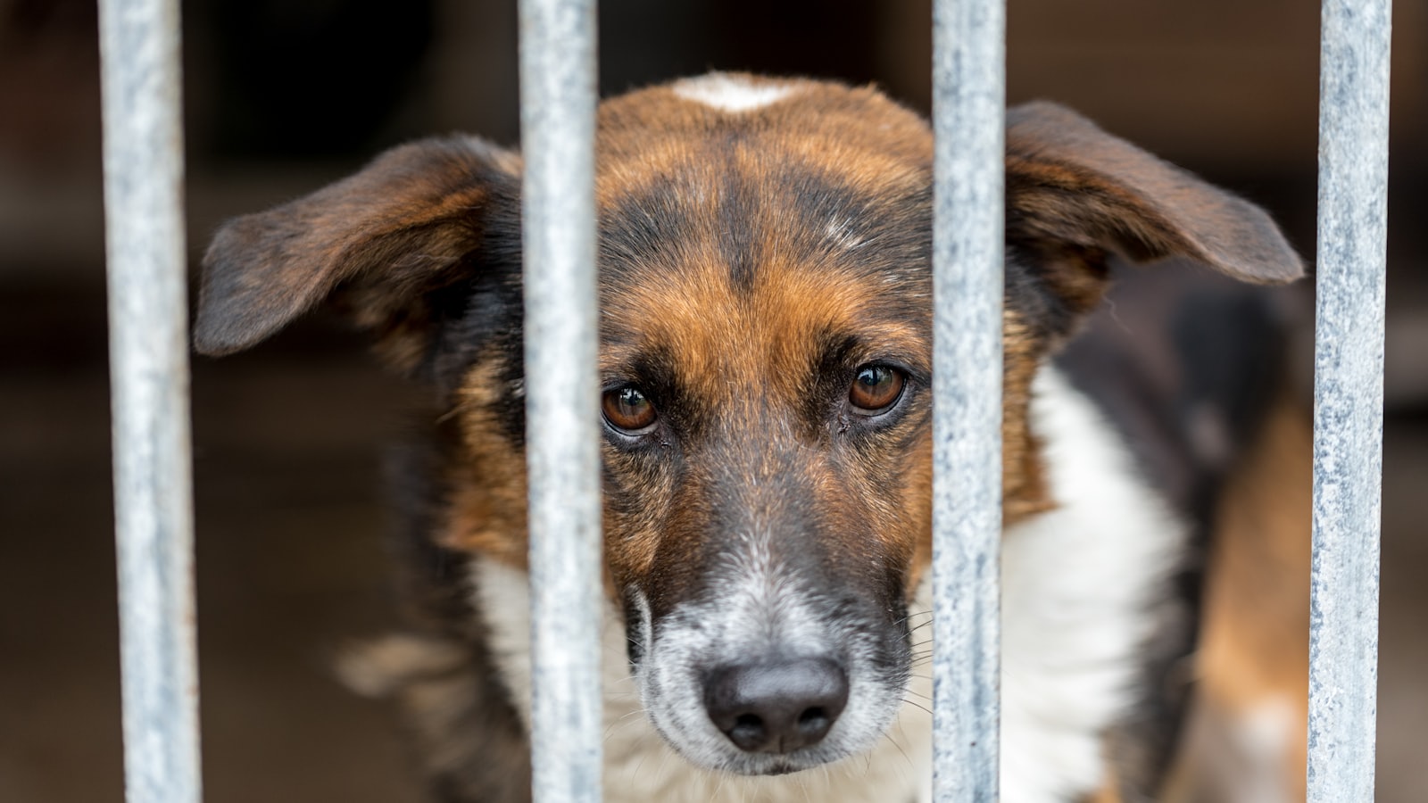 a brown and white dog behind a metal fence