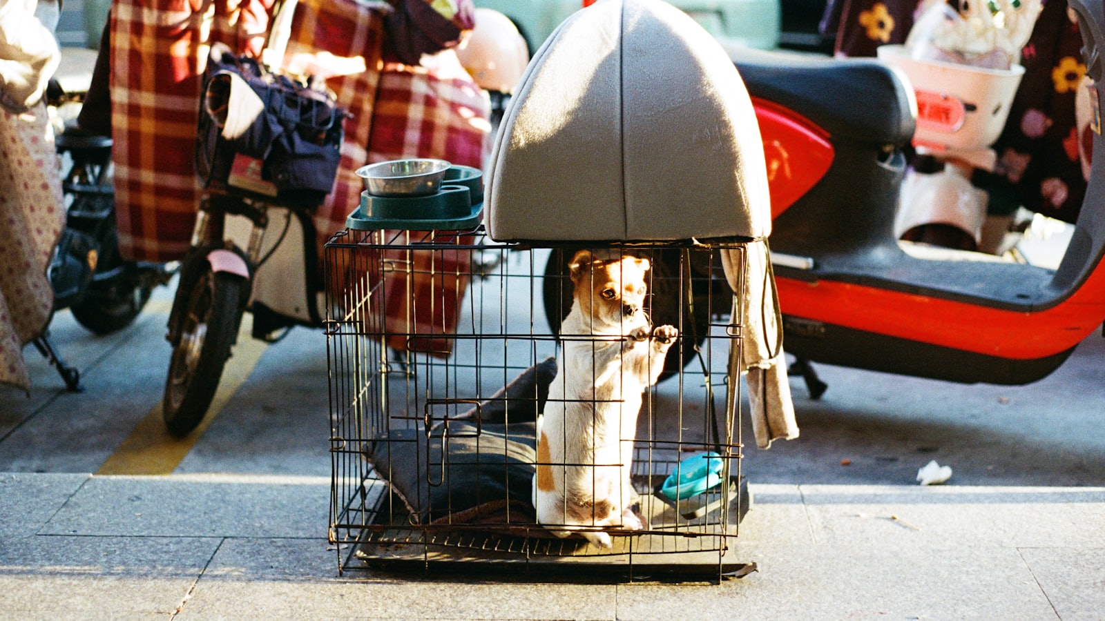A dog stands in a cage on a street.