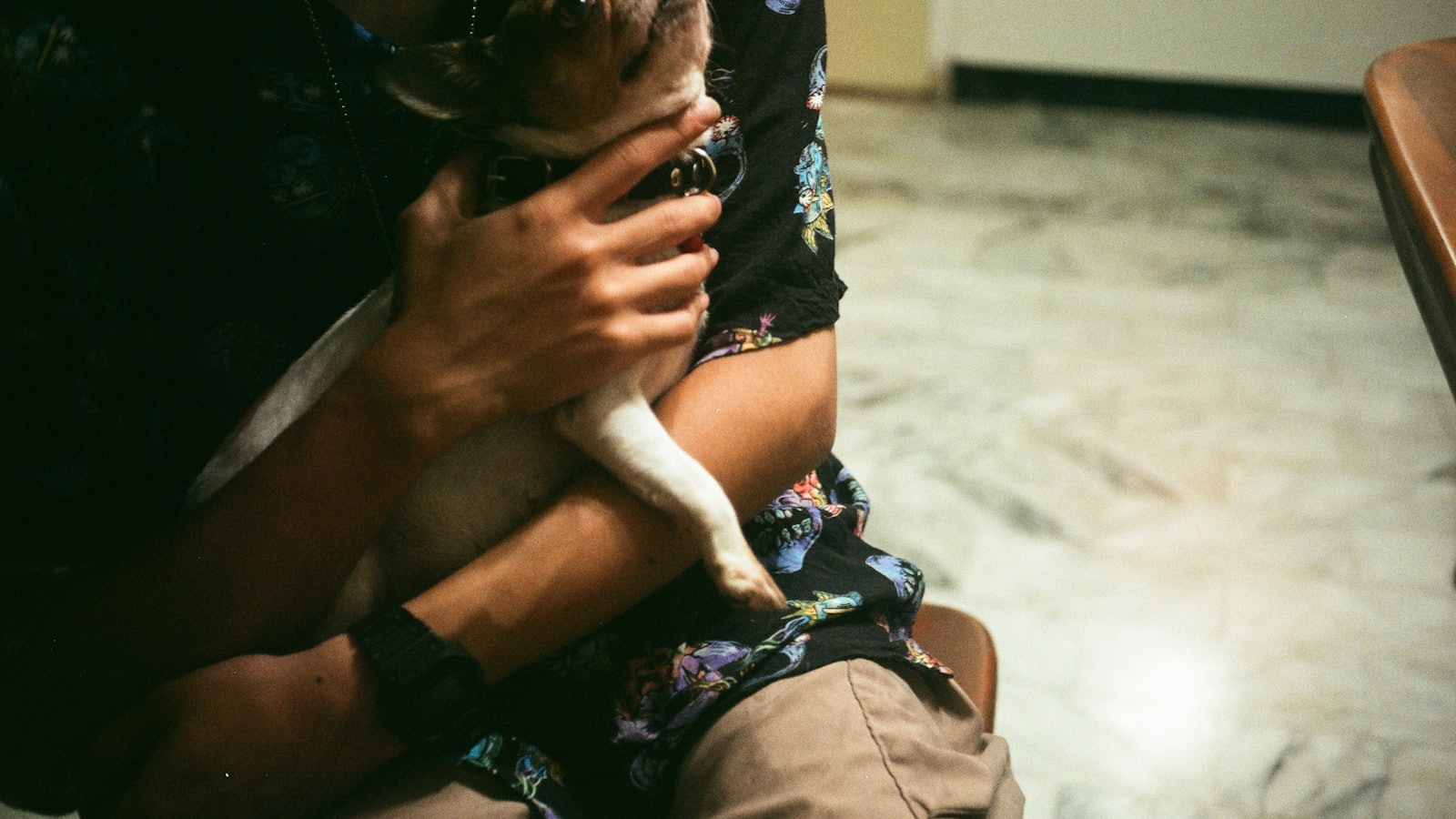 Person holding a small dog with a patterned shirt.