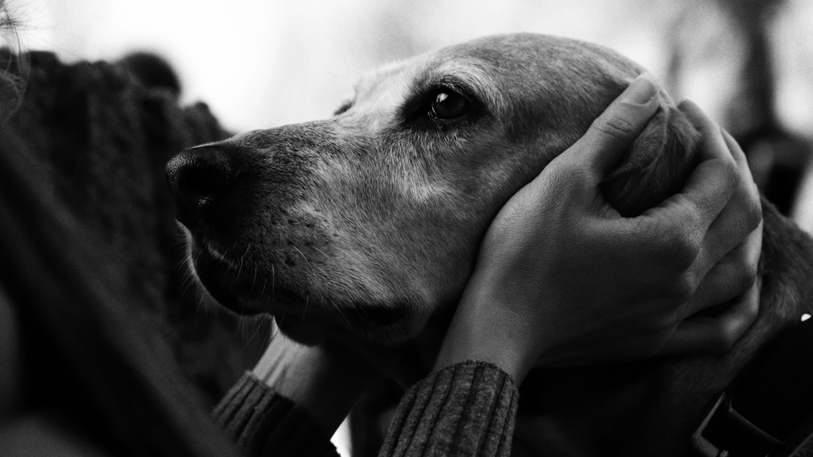 A woman holding a dog in her arms