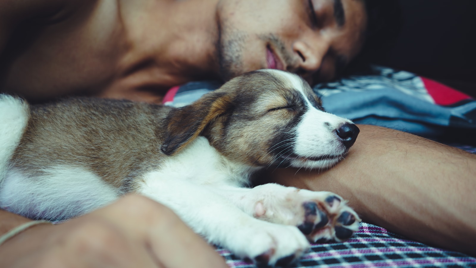 topless man lying on bed beside brown and white short coated dog