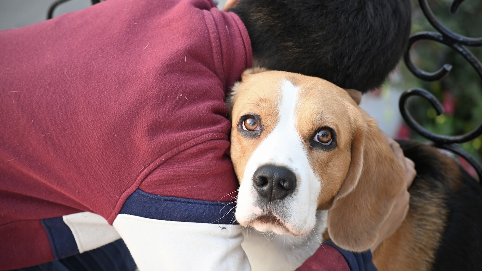 a brown and white dog sitting on top of a bench