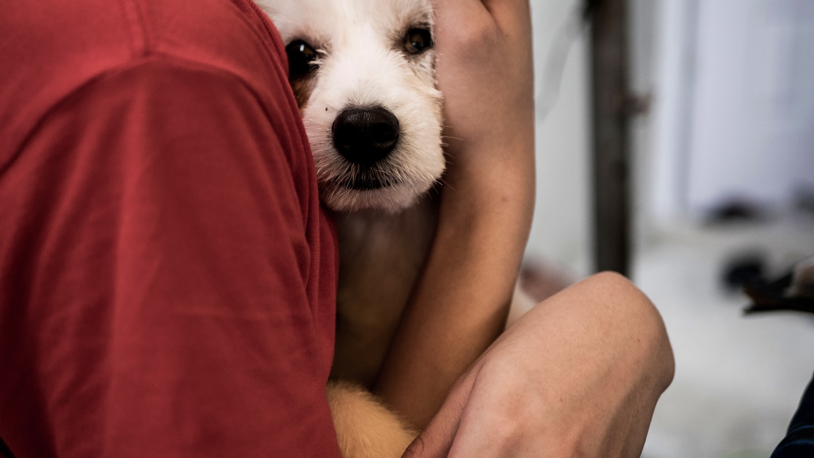person hugging white puppy