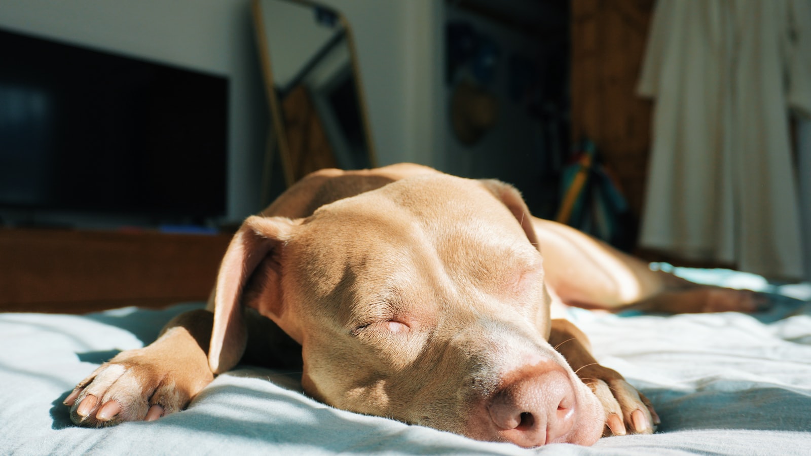 A brown dog laying on top of a bed