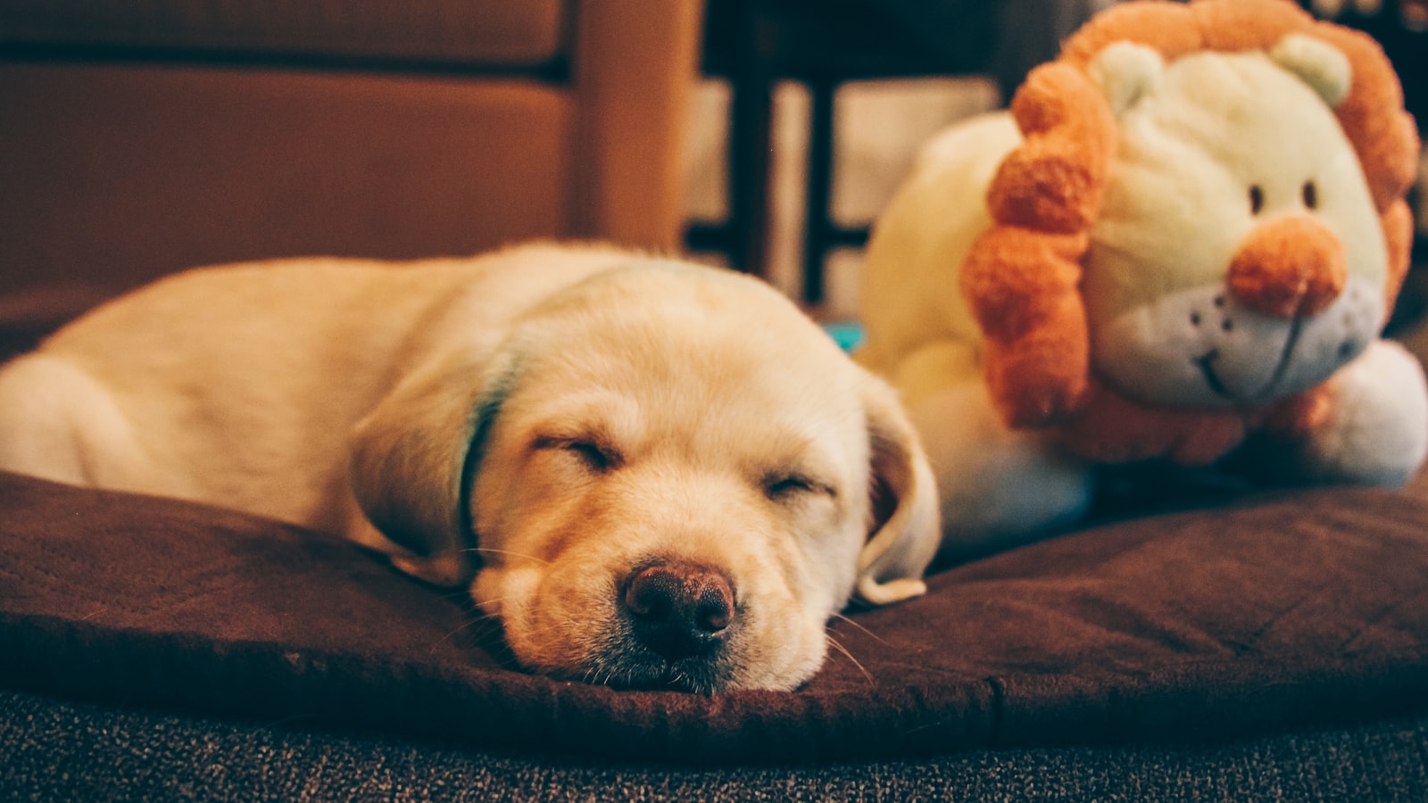golden retriever puppy beside the lion plush toy
