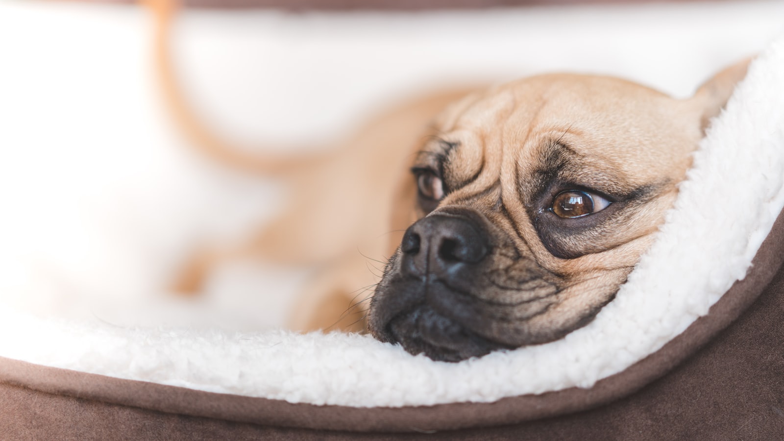 short-coated fawn dog lying on brown pet bed