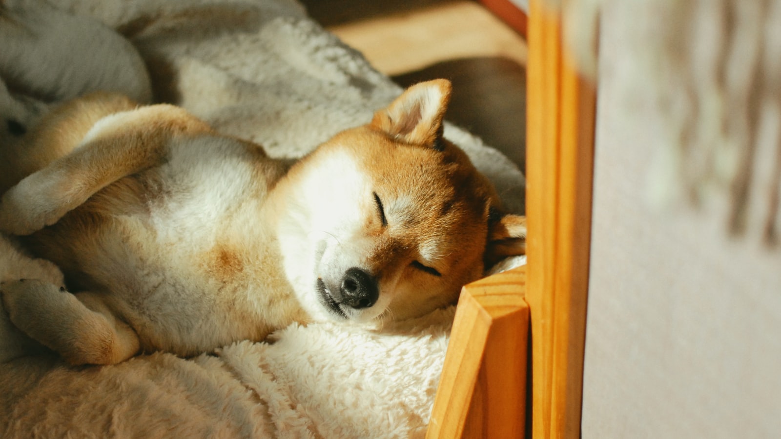 A shiba inu dog sleeping peacefully in the sun.