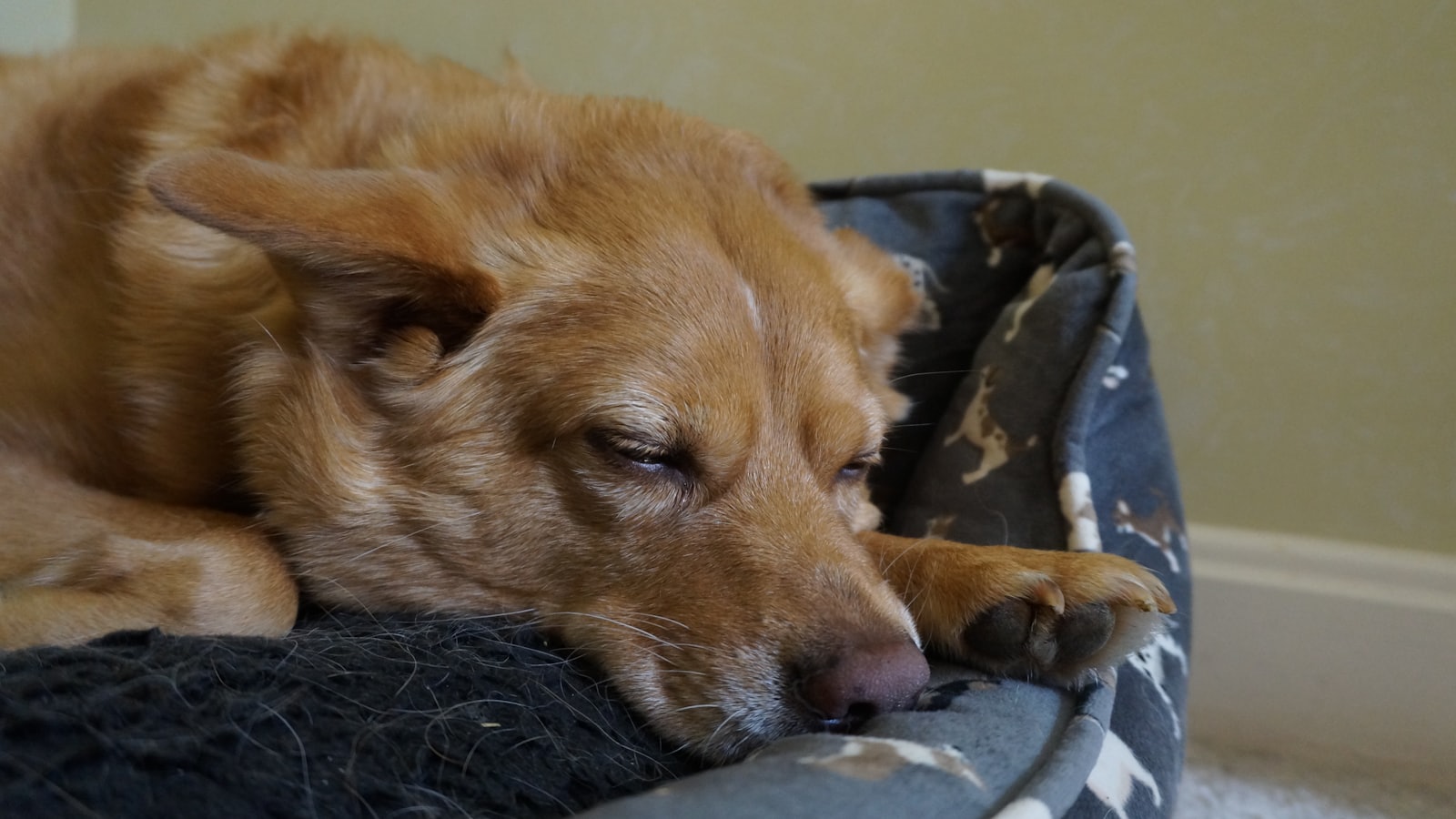A tired dog resting in its bed.