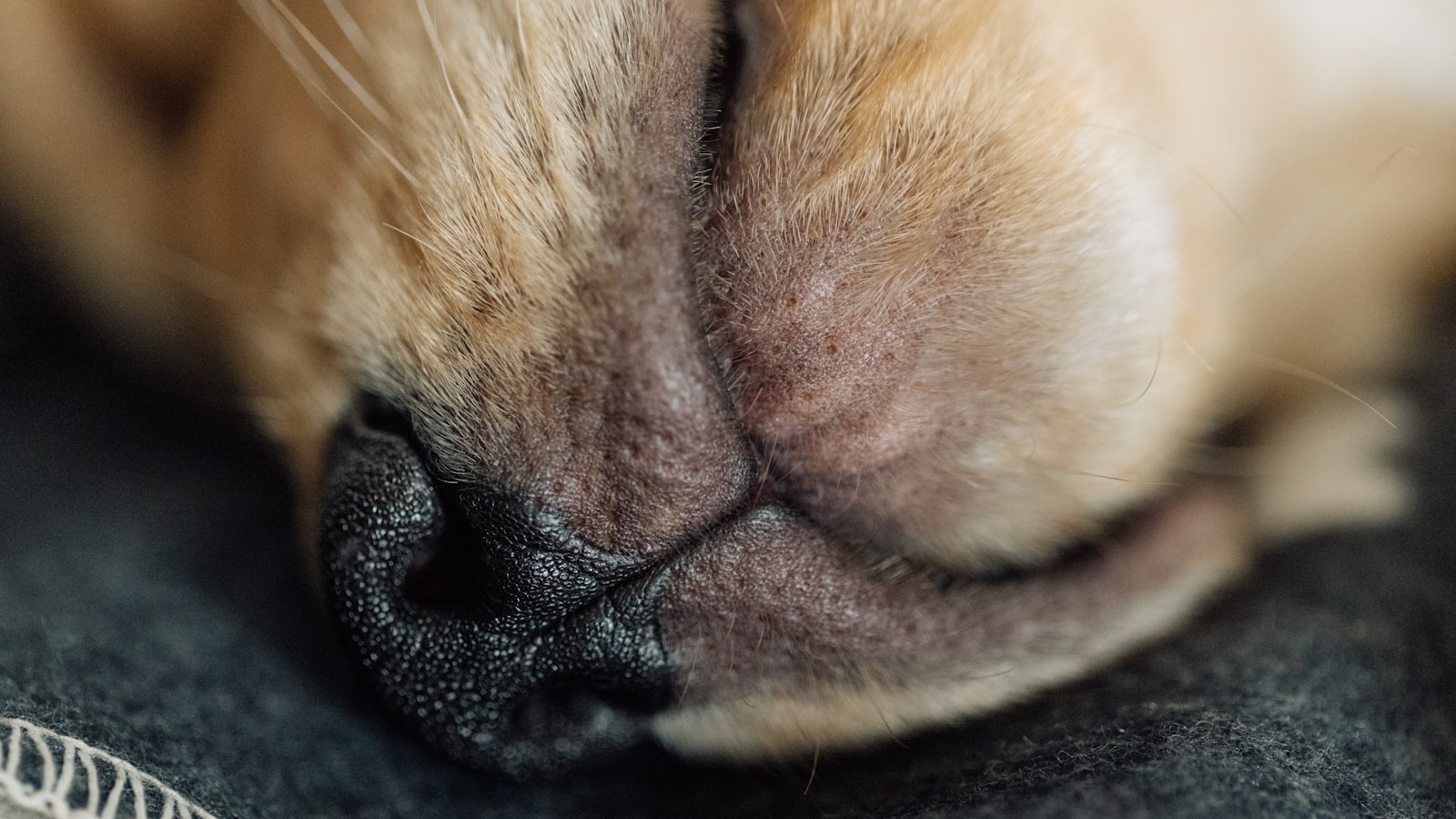 Close-up of a sleeping dog's nose.