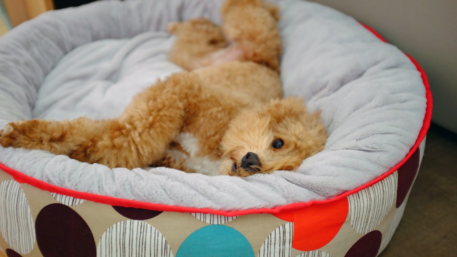 a brown dog laying in a polka dot pet bed