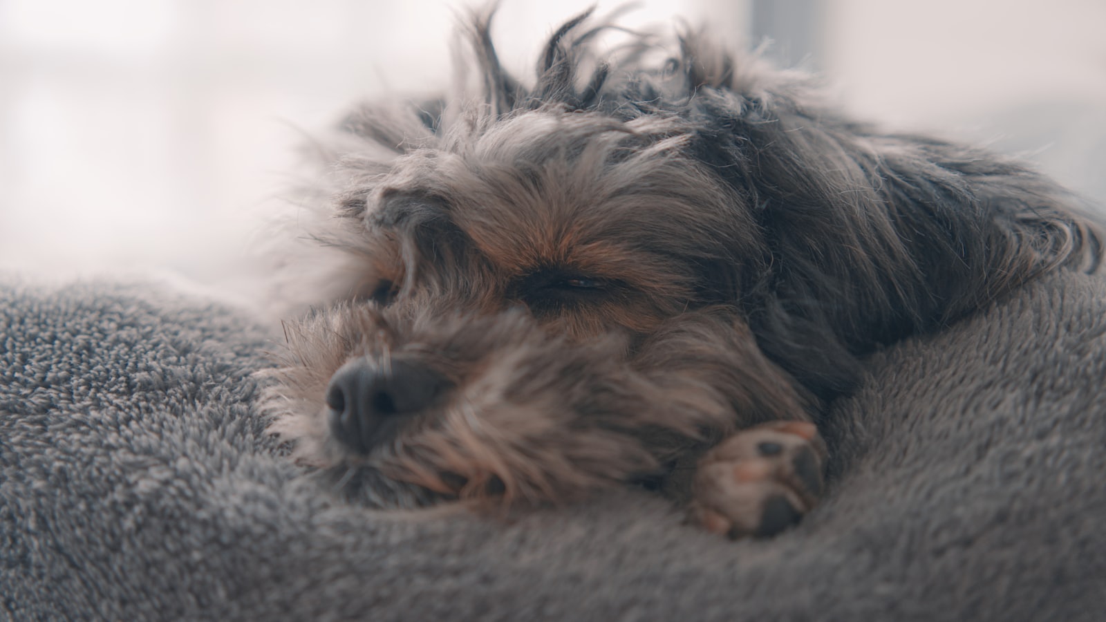 A small fluffy dog rests peacefully on a soft blanket.