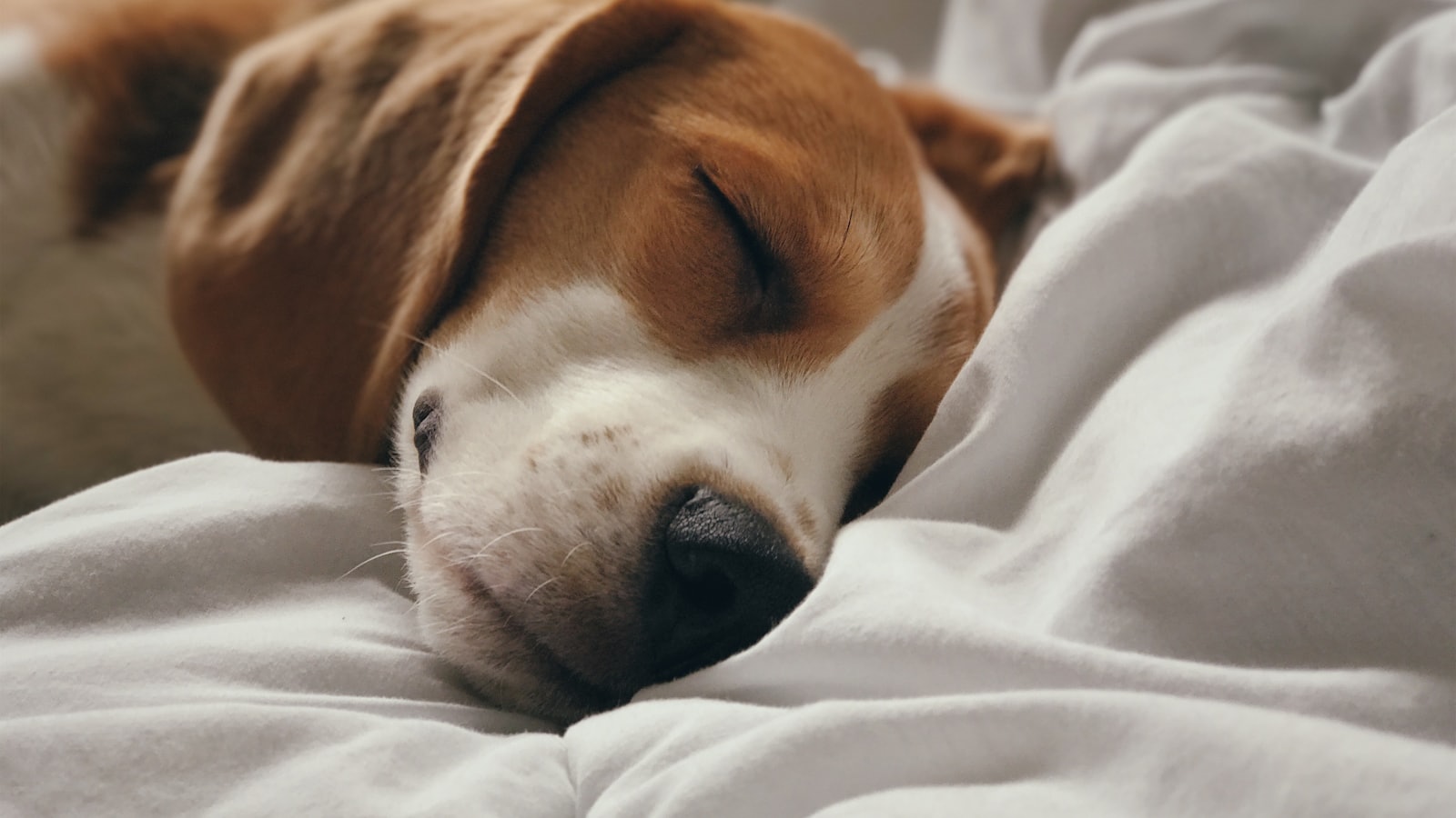 brown and white short coated dog lying on white textile