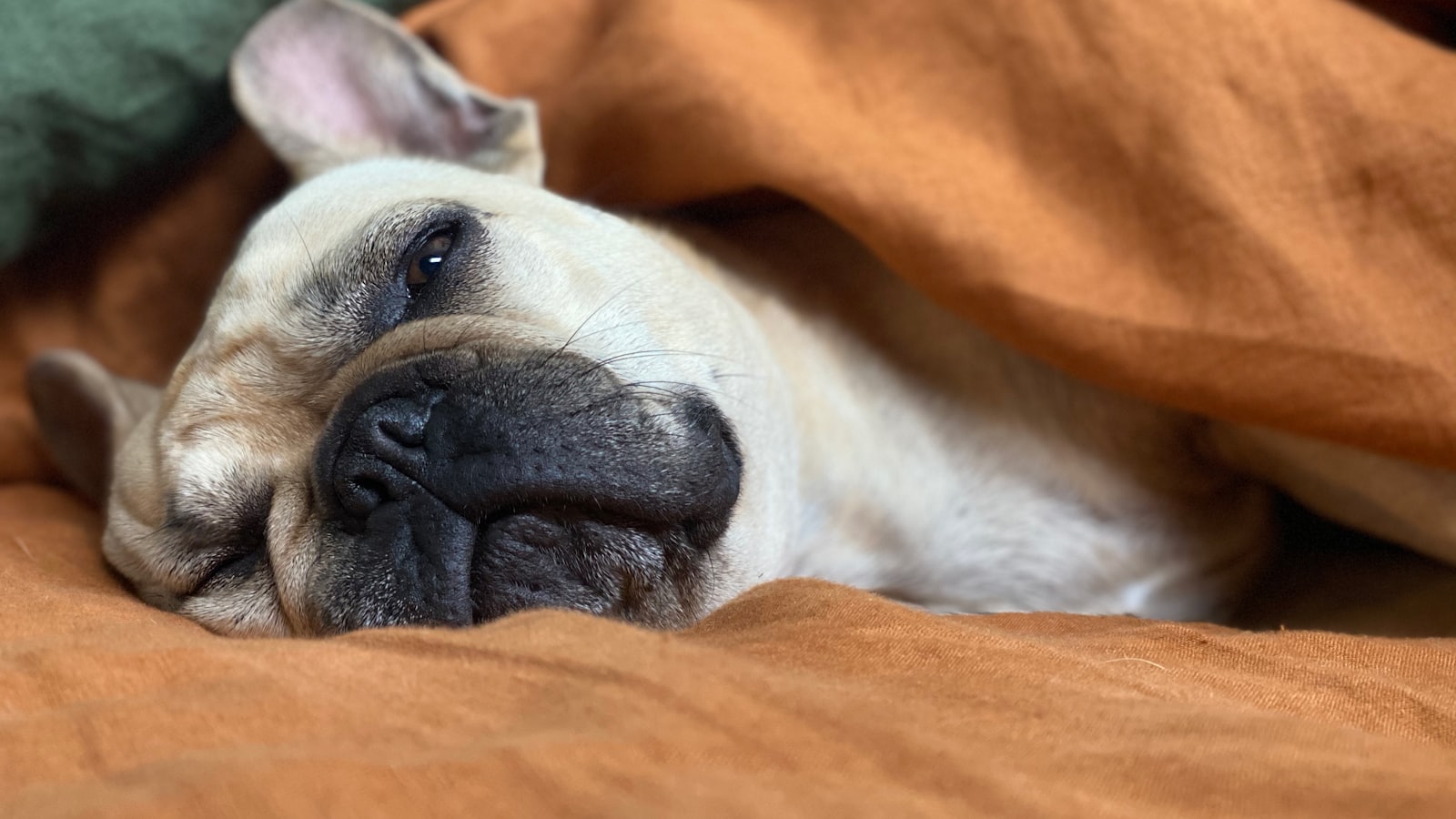white and brown short coated dog lying on orange textile