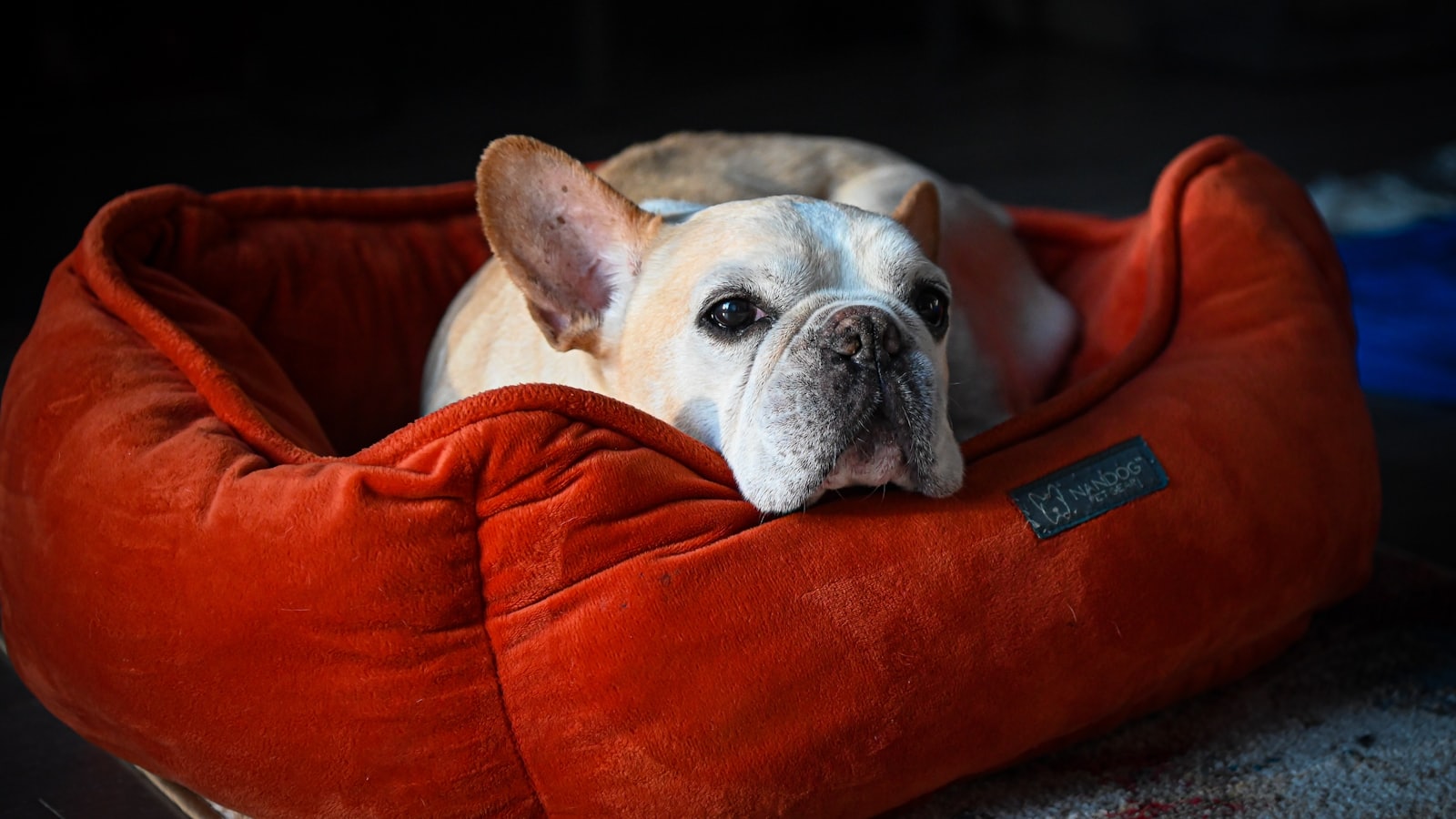 a small dog laying in a red dog bed