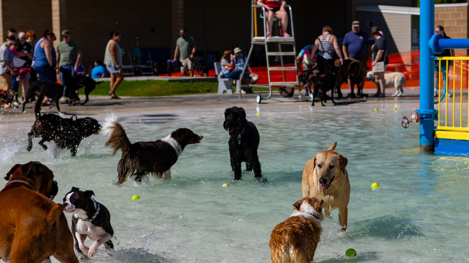 Dogs playing in a shallow water park with people watching.
