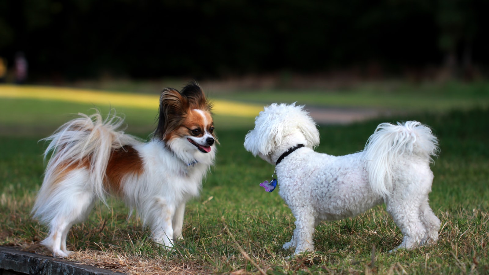 A couple of small dogs standing on top of a lush green field