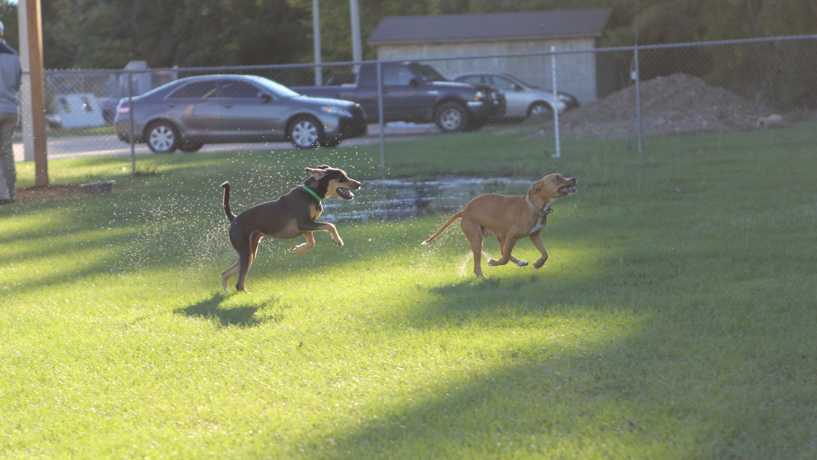 a couple of dogs running across a lush green field