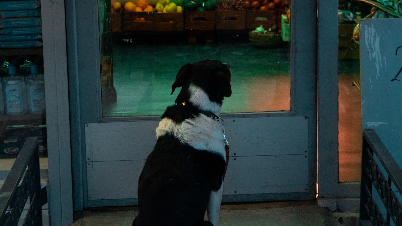 black and white short coated dog sitting on gray concrete floor