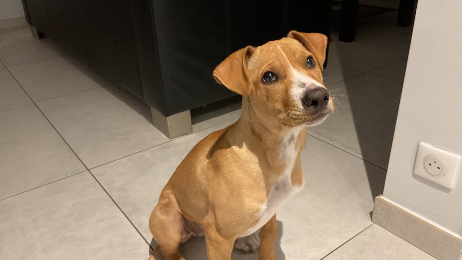 A light brown puppy sits on a tiled floor.