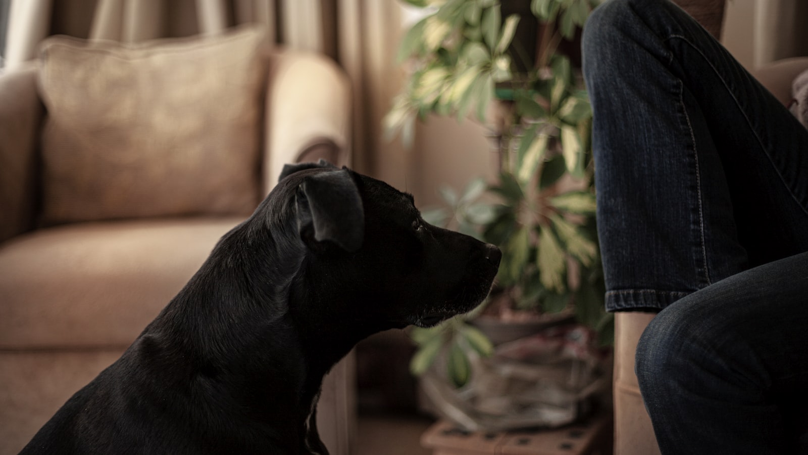 Black dog looking at person in living room