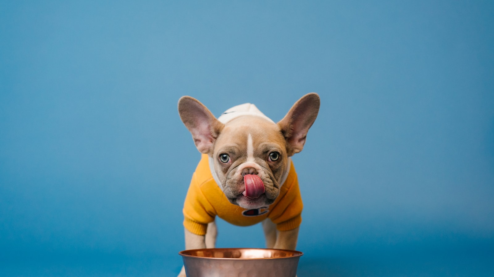 brown french bulldog in blue bucket