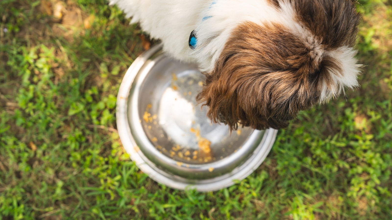 a brown and white dog eating food out of a bowl