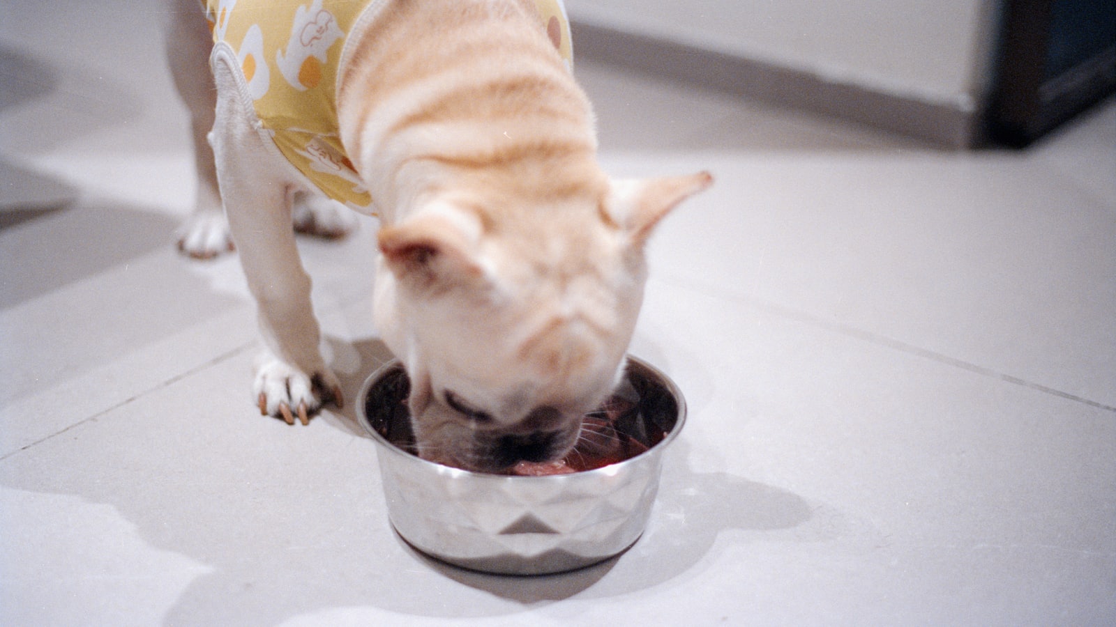 A dog wearing a yellow shirt eats from a bowl