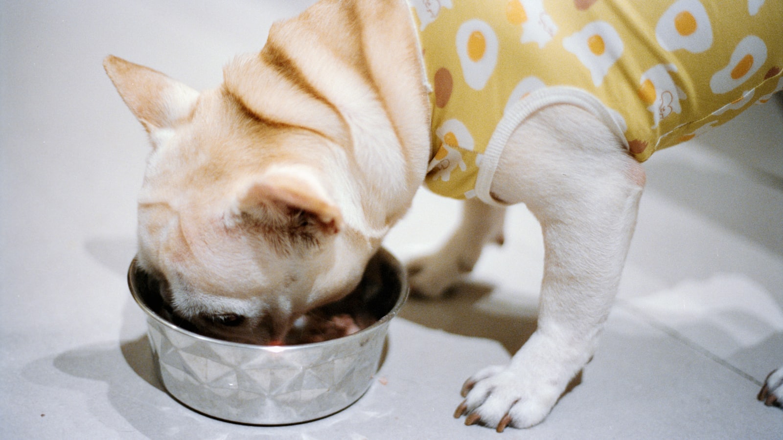 A french bulldog eating from a metal bowl.