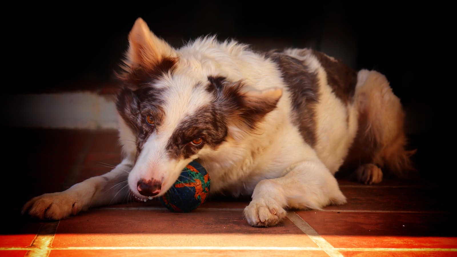 A border collie dog chews on a ball.