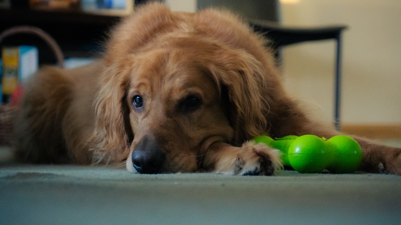 a dog laying on the floor with a toy in its mouth