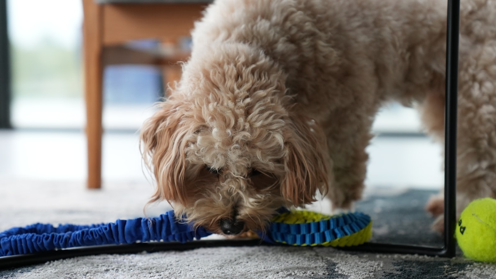 a dog eating from a bowl