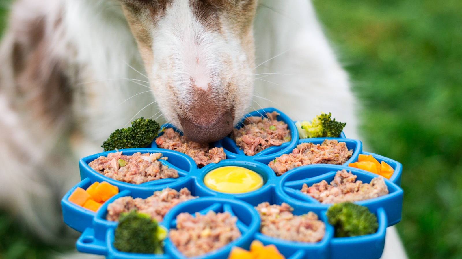 Dog enjoys a colorful meal from its interactive dish.
