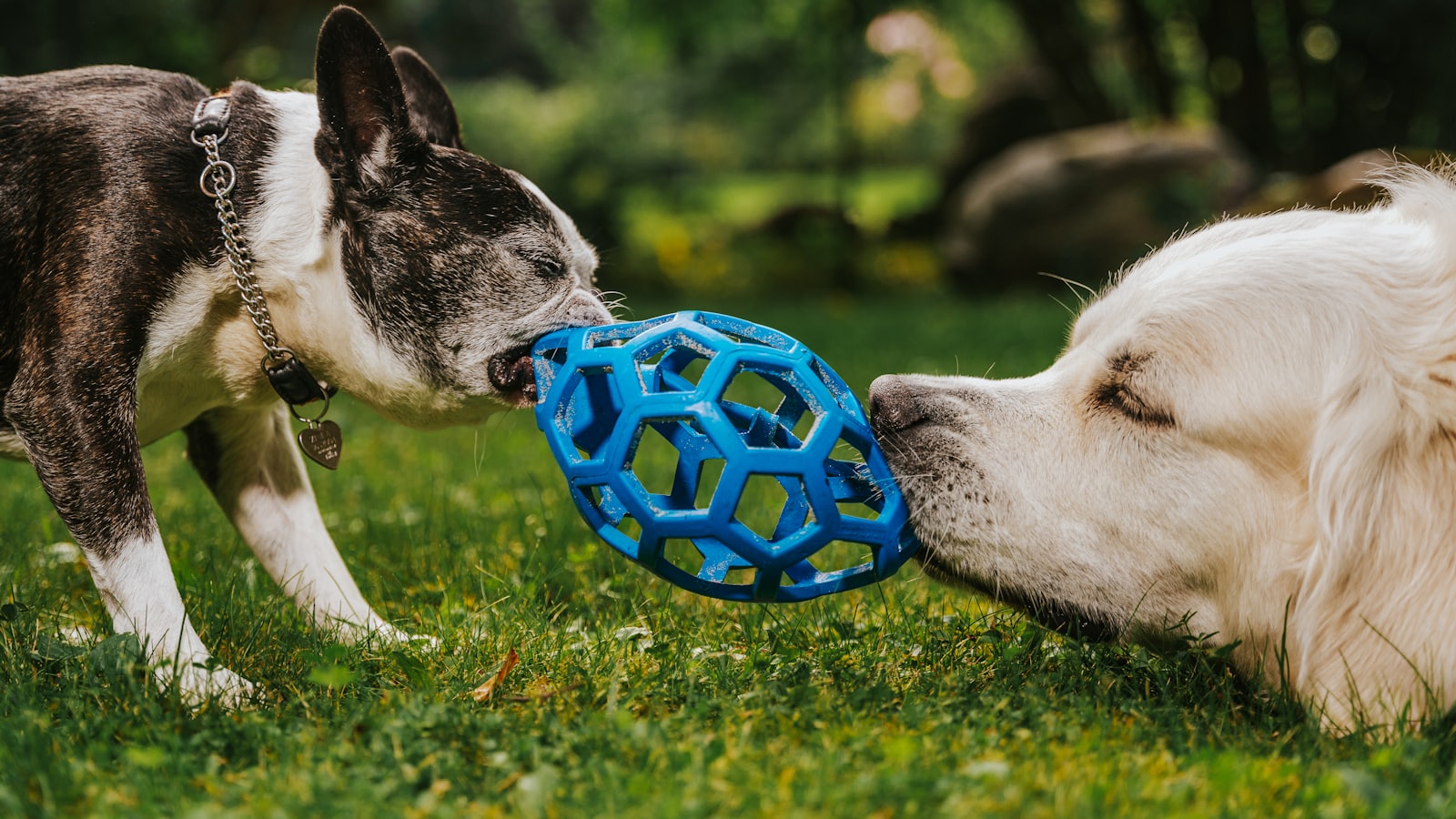 Two dogs playing with a ball in the grass