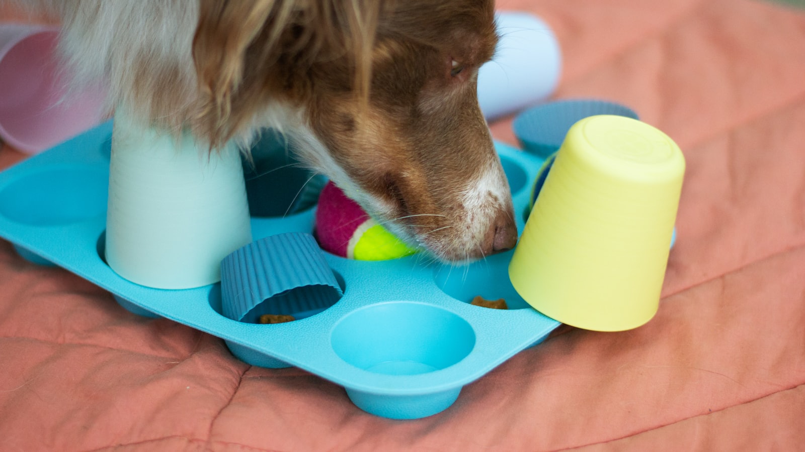a dog playing with toys on a bed
