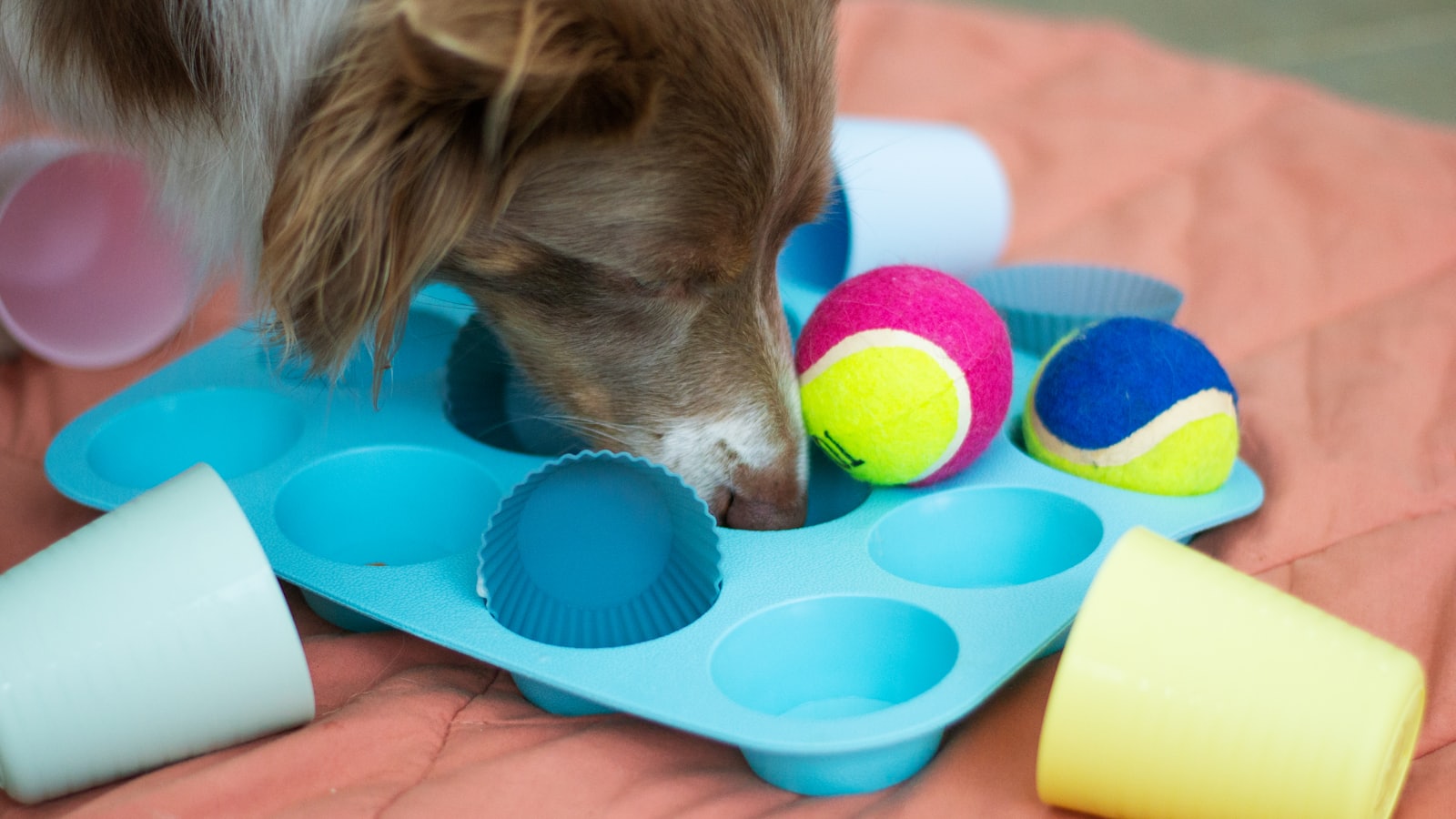 a brown and white dog playing with toys on a bed
