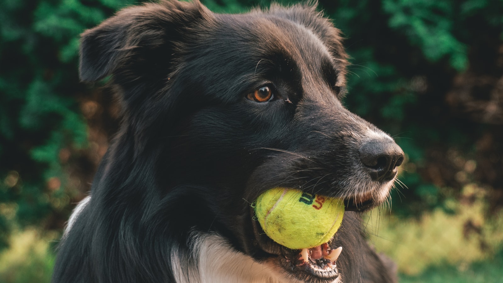 short-coated black dog biting tennis ball