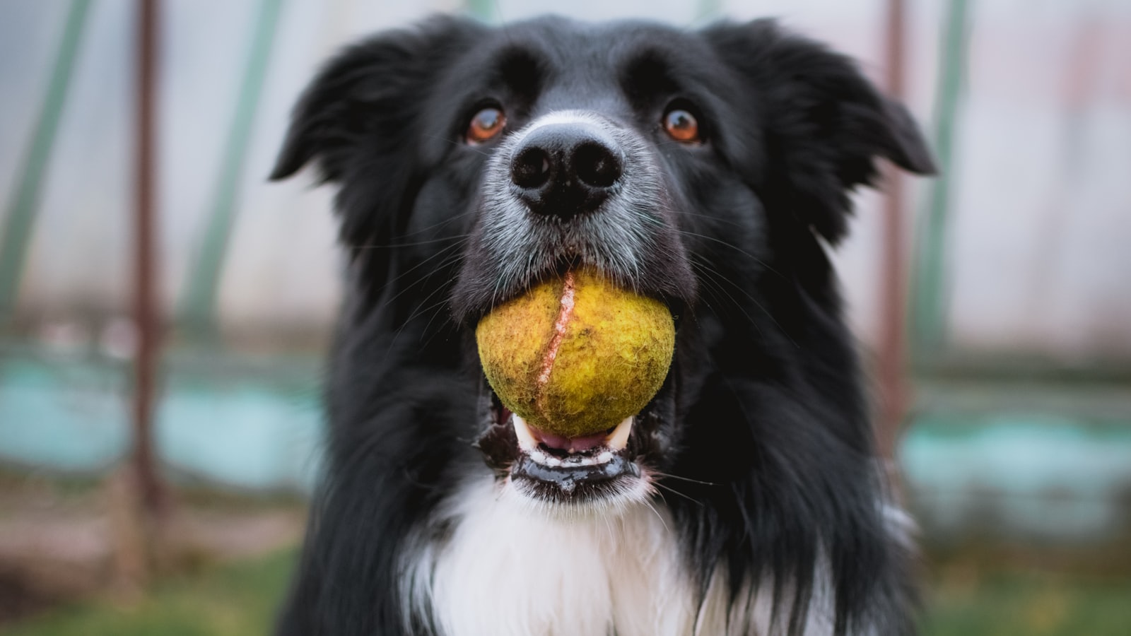 black and white border collie with tennis ball in mouth closeup photography