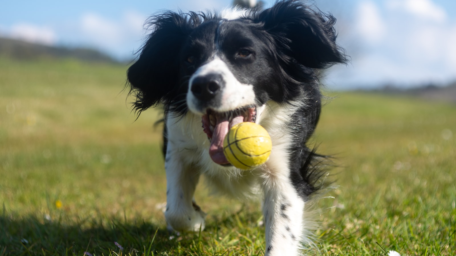 black and white border collie puppy playing green tennis ball on green grass field during daytime
