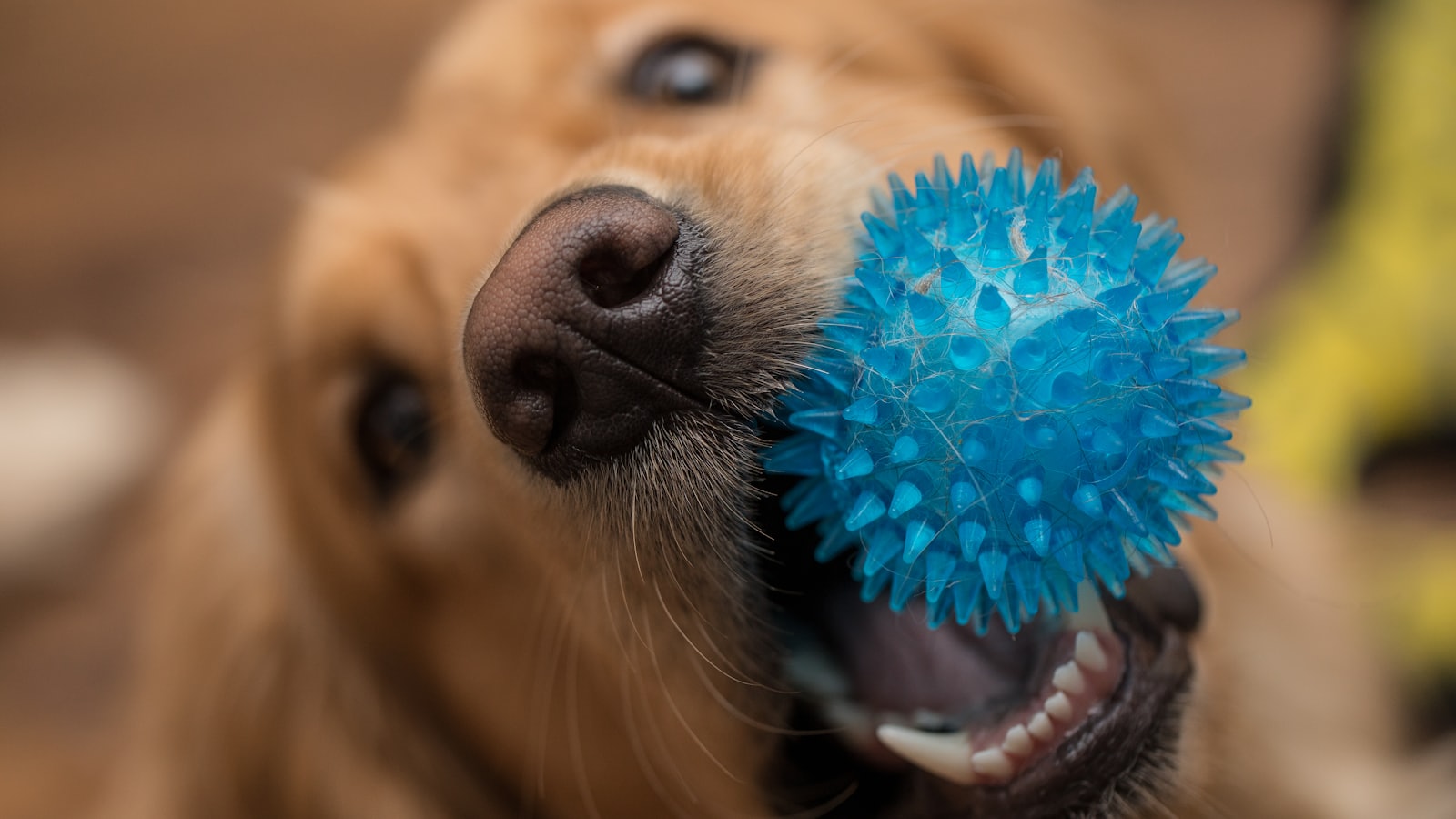 brown short coated dog with blue eyes