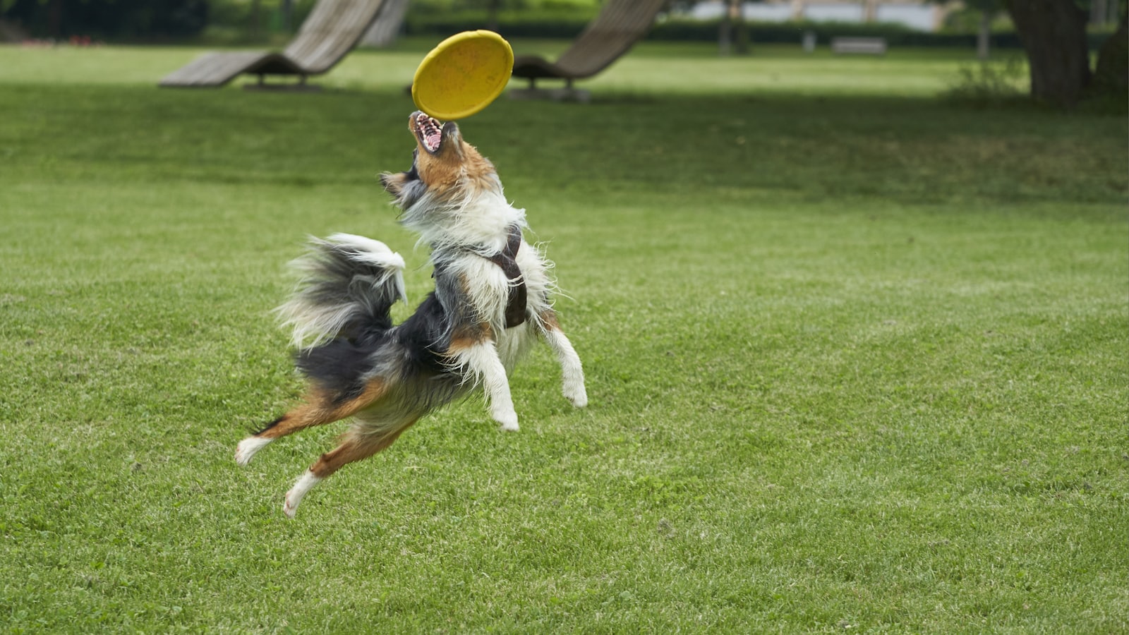black and brown dog catching yellow flying disc