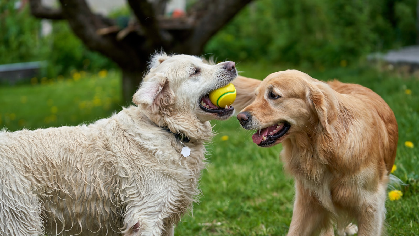 two dogs playing with a tennis ball in the grass