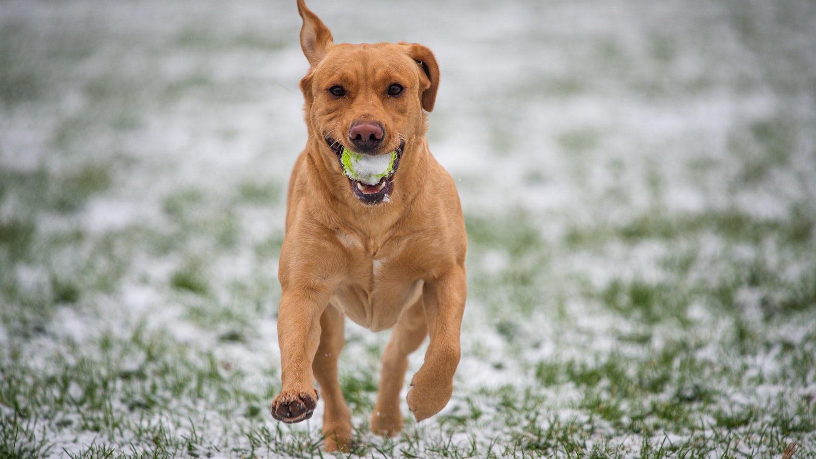 brown short coated dog on green grass field during daytime